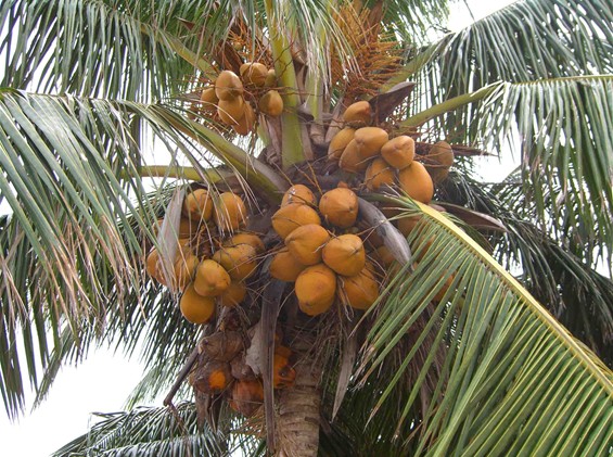 Hainan International Coconut Festival - Haikou Lahore International trading